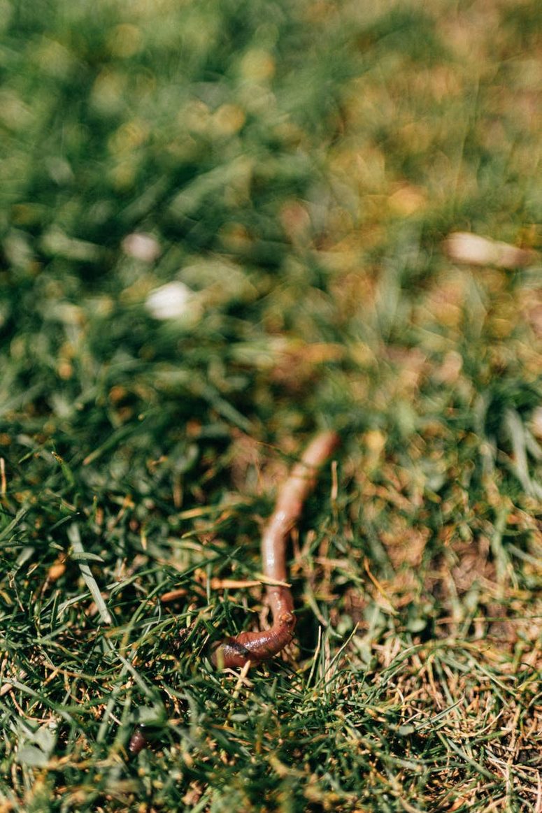 earthworm crawling on green grass